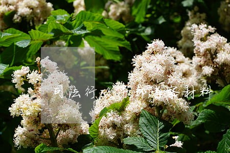司法行政干部考察材料