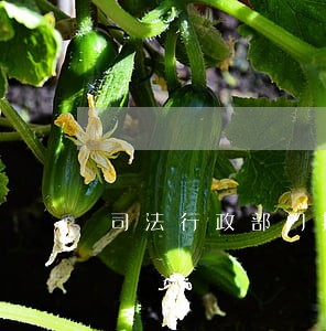 司法行政部门扫黑除恶工作总结 司法行政部门扫黑除恶工作总结