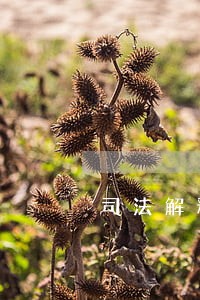 司法解释是基本法么 司法解释是基本法么