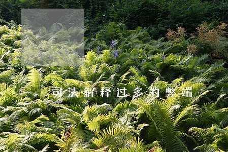 司法解释过多的弊端