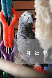 司法警察警队建设 司法警察警队建设