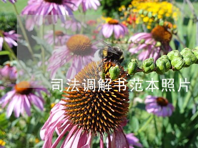 司法调解书范本照片