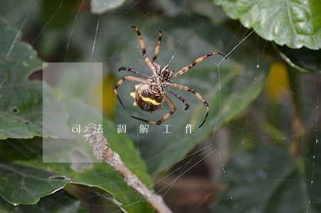 司法调解工作 司法调解工作