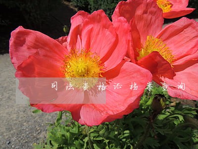 司法资格证档案查询