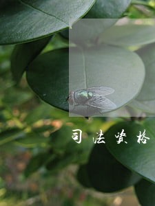 司法资格调转表