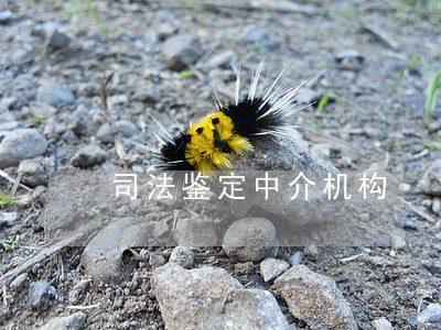 司法鉴定中介机构 司法鉴定中介机构