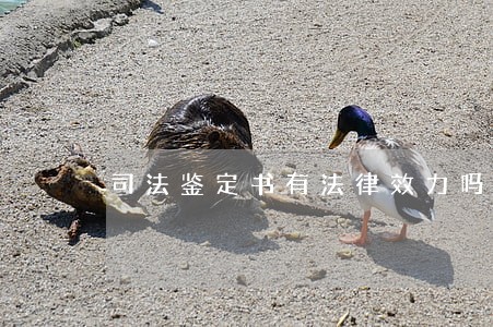 司法鉴定书有法律效力吗 司法鉴定书有法律效力吗