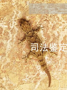 司法鉴定书视为无效 司法鉴定书视为无效