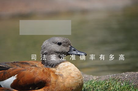 司法鉴定准确率有多高 司法鉴定准确率有多高