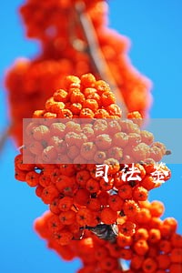 司法鉴定所培训内容 司法鉴定所培训内容