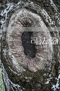 司法鉴定费用由谁负 司法鉴定费用由谁负