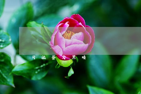 司法鉴定黑暗 司法鉴定黑暗