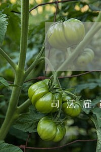 司法雇员考试成绩查询系统 司法雇员考试成绩查询系统