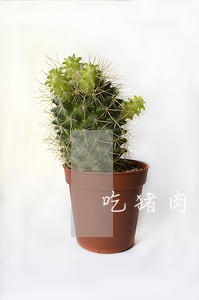 吃猪肉违法吗 吃猪肉违法吗
