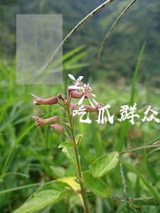 吃瓜群众传播视频是否违法 吃瓜群众传播视频是否违法