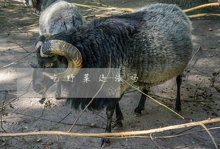 吃野菜违法吗 吃野菜违法吗