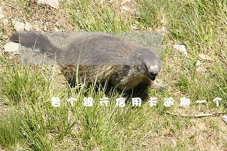 各个银行信用卡逾期一个月 各个银行信用卡逾期一个月