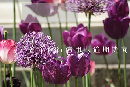 各个银行信用卡逾期协商政策