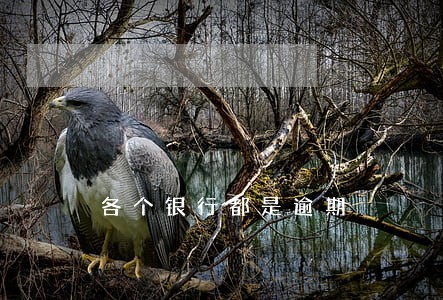 各个银行都是逾期 各个银行都是逾期