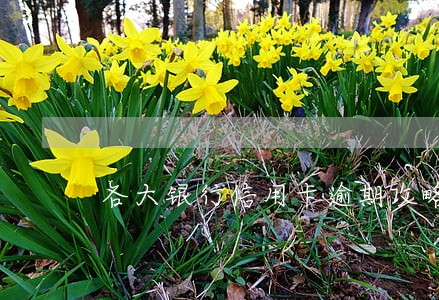 各大银行信用卡逾期攻略 各大银行信用卡逾期攻略