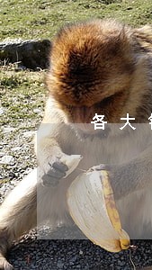 各大银行信用卡逾期期限