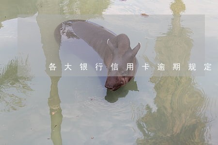 各大银行信用卡逾期规定 各大银行信用卡逾期规定