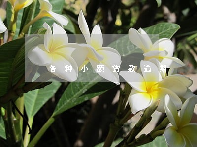 各种小额贷款逾期 各种小额贷款逾期