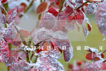 各种网贷信用卡逾期一年 各种网贷信用卡逾期一年