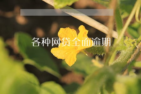 各种网贷全面逾期