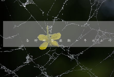 各种网贷逾期一年以上咋办 各种网贷逾期一年以上咋办