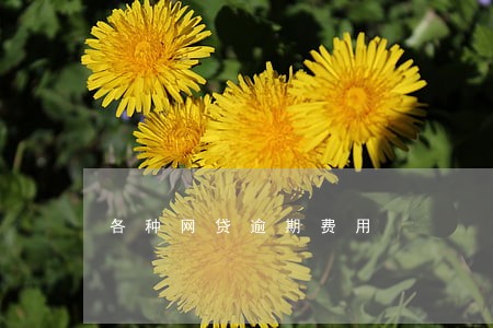 各种网贷逾期费用 各种网贷逾期费用
