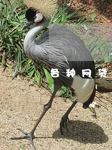 各种网贷都逾期了手机号挂失
