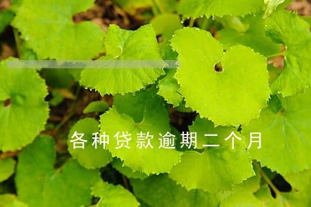 各种贷款逾期二个月