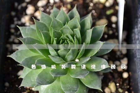 各级机关聘请法律顾问 各级机关聘请法律顾问