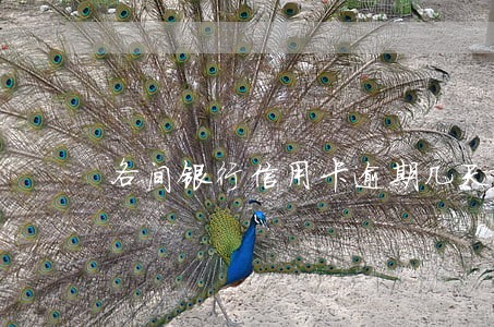 各间银行信用卡逾期几天上征信 各间银行信用卡逾期几天上征信
