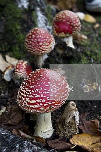 合伙合同纠纷一般是啥事 合伙合同纠纷一般是啥事
