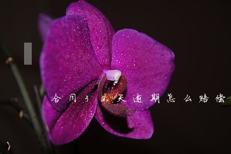 合同30天逾期怎么赔偿 合同30天逾期怎么赔偿