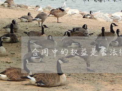 合同中的权益是否法律保护 合同中的权益是否法律保护