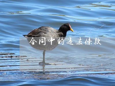 合同中的违法条款 合同中的违法条款