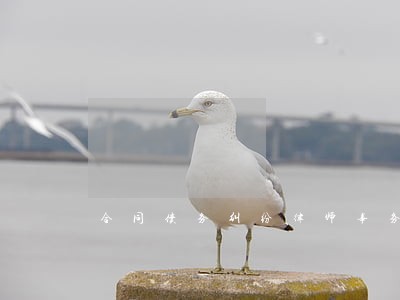 合同债务纠纷律师事务所律师 合同债务纠纷律师事务所律师