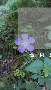合同到期逾期3倍房租合法吗 合同到期逾期3倍房租合法吗