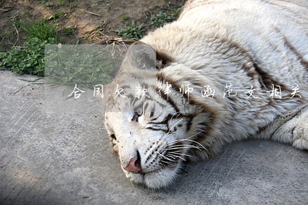 合同欠款律师函范文相关问答 合同欠款律师函范文相关问答