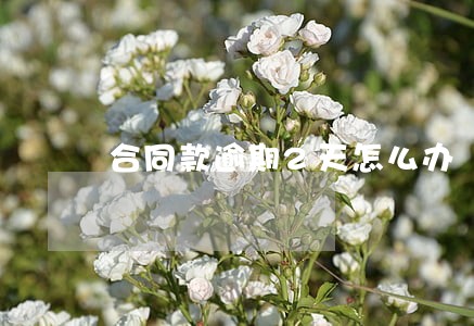 合同款逾期2天怎么办 合同款逾期2天怎么办