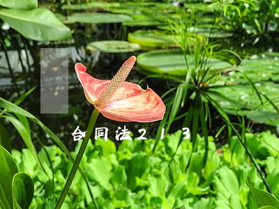 合同法213