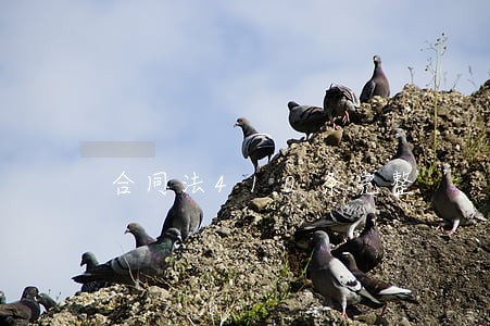 合同法410条完整 合同法410条完整