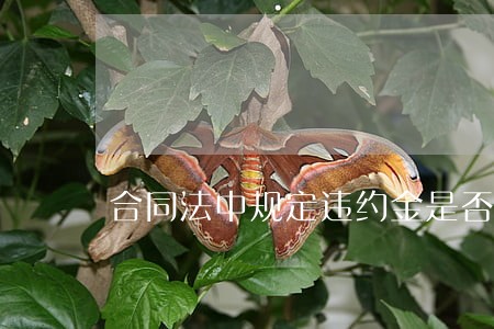合同法中规定违约金是否存在上限 合同法中规定违约金是否存在上限