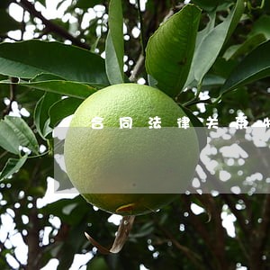 合同法律关系物权法律关系 合同法律关系物权法律关系