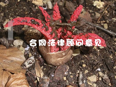合同法律顾问意见 合同法律顾问意见