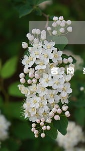 合同法第五十四条司法解释