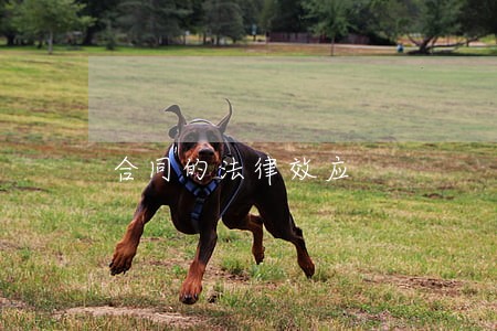 合同的法律效应